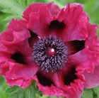 oriental poppy