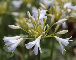 Agapanthus 'Silver Baby' (African lily)