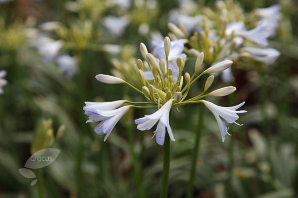 African lily African lily