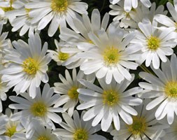 Anemone blanda 'White Splendour' (wood anemone)