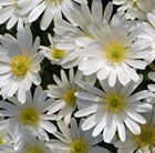 Anemone blanda White Splendour