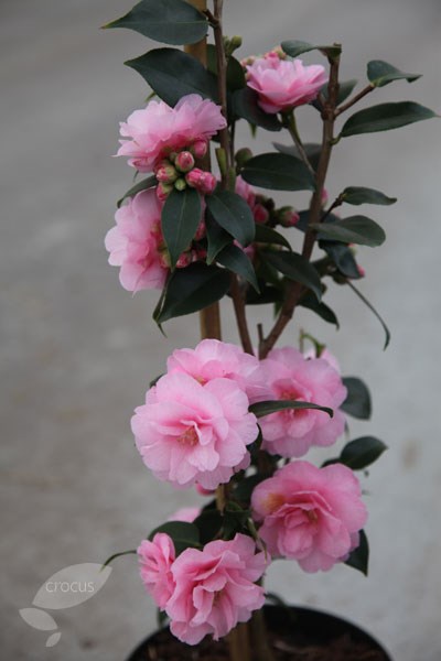 camellia camellia