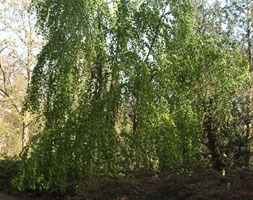 pendulous katsura