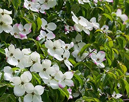 Cornus 'Norman Hadden' (dogwood)