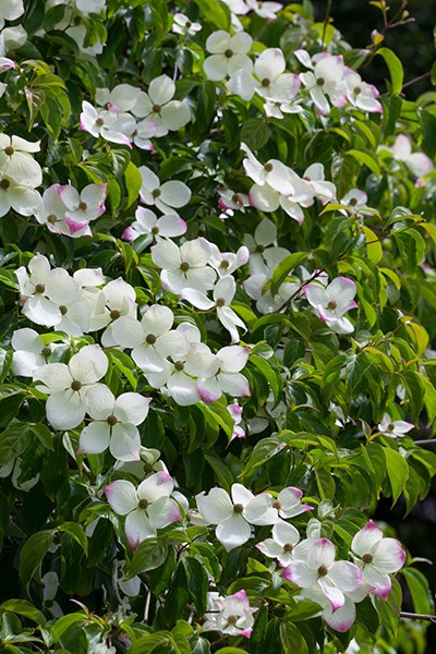 dogwood dogwood