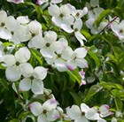 dogwood