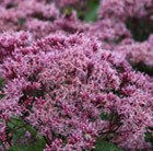 Eupatorium maculatum (Atropurpureum Group) Riesenschirm