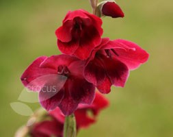 Gladiolus papilio 'Ruby' (gladioli)