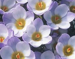 crocus bulbs