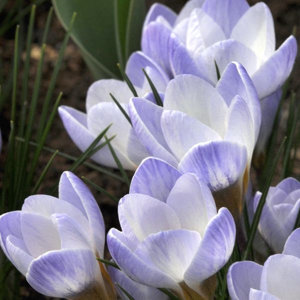 crocus bulbs