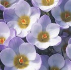 Crocus biflorus Blue Pearl