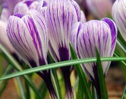 Crocus x cultorum 'Pickwick' (Dutch crocus bulbs)