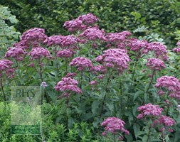 Eupatorium maculatum (Atropurpureum Group) 'Purple Bush' (Joe pye weed)