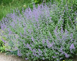catnip