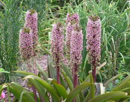pineapple lily