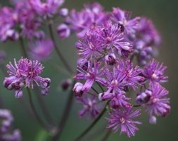 meadow rue