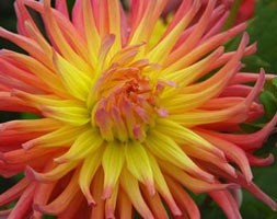 dahlia bulbs