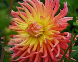 dahlia bulbs