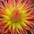 Dahlia 'Alfred Grille'