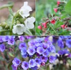 pulmonaria collection