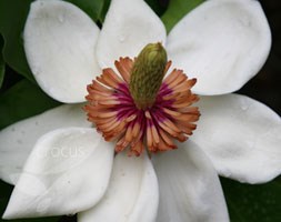 Magnolia x wieseneri (magnolia)