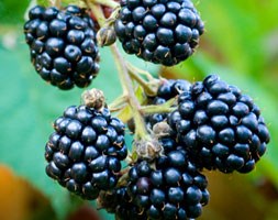 blackberry 'Loch Tay' (blackberry)