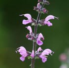 meadow clary