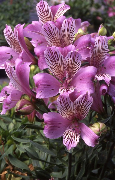 alstroemeria alstroemeria