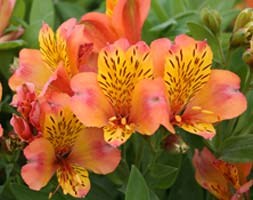 Alstroemeria 'Saturne' (Planet Series) (alstroemeria)
