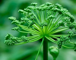 Angelica archangelica (angelica)