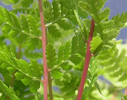 Athyrium filix-femina subsp. angustum f. rubellum 'Lady in Red' (lady in red fern)