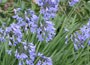 African lily
