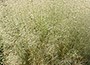 tufted hair grass