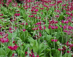 Primula pulverulenta (primrose)