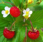 Fragaria vesca