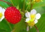alpine strawberry - woodland