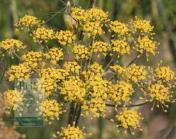 fennel - purple