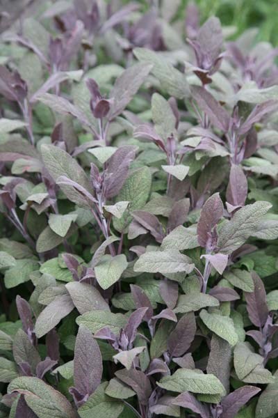 Purple Sage Purple Sage