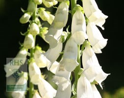 Digitalis purpurea f. albiflora (foxglove)