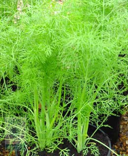 fennel