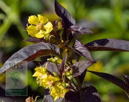 Lysimachia ciliata 'Firecracker' (loosestrife)