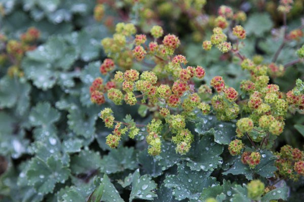lady's mantle lady's mantle