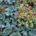 lady's mantle