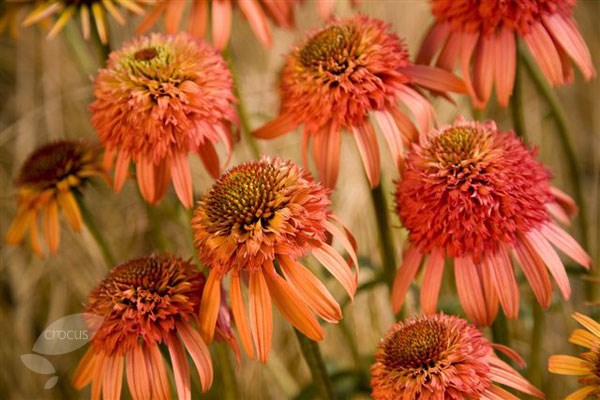 coneflower coneflower