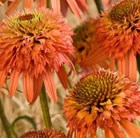 coneflower