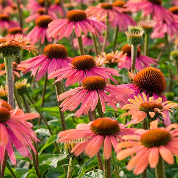 coneflower