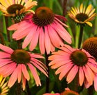 coneflower