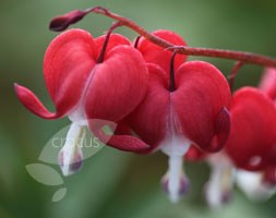 Dicentra Valentine