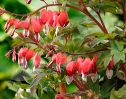 Dicentra Valentine