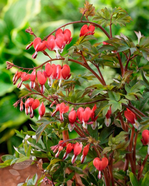 bleeding heart Valentine bleeding heart Valentine